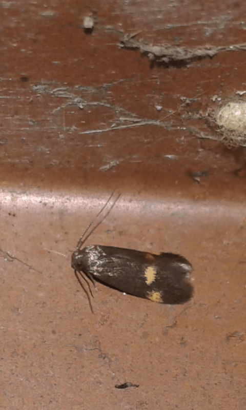 Borkhausenia minutella (Oecophoridae)?  S